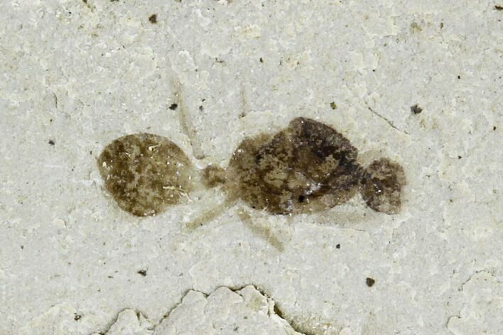 Fossil Ant (Formicidae) - Green River Formation, Utah #109120